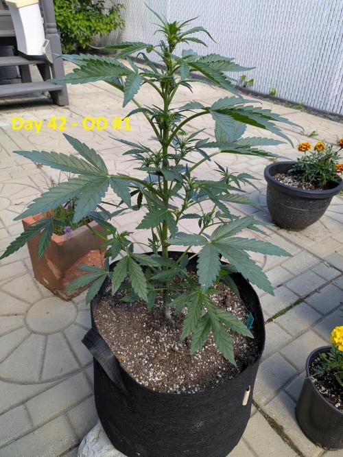 First Grow!. Week 6