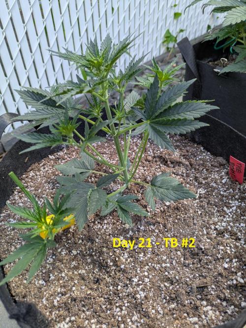 First Grow!. Week 6
