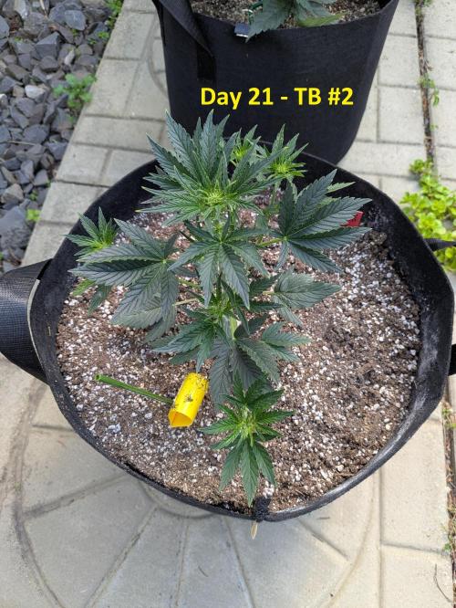 First Grow!. Week 6