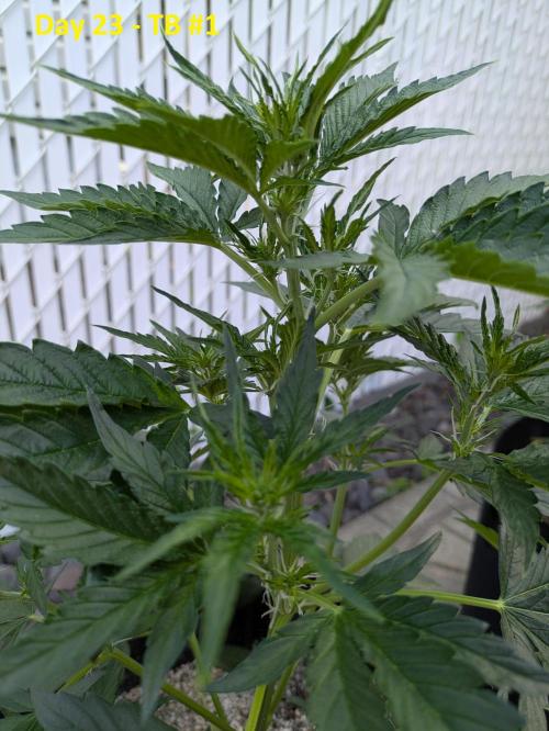 First Grow!. Week 6