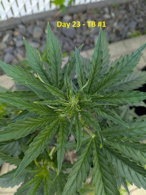First Grow!. Week 6