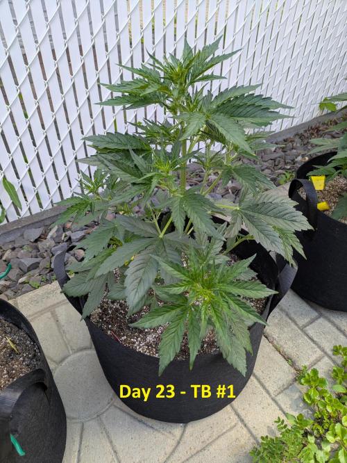 First Grow!. Week 6