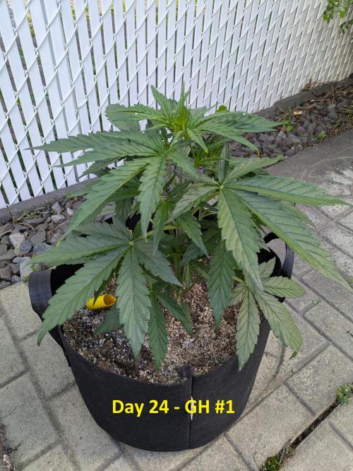 First Grow!. Week 6