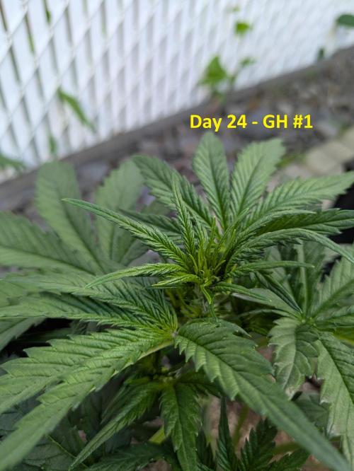 First Grow!. Week 6