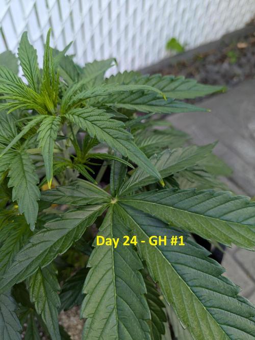 First Grow!. Week 6