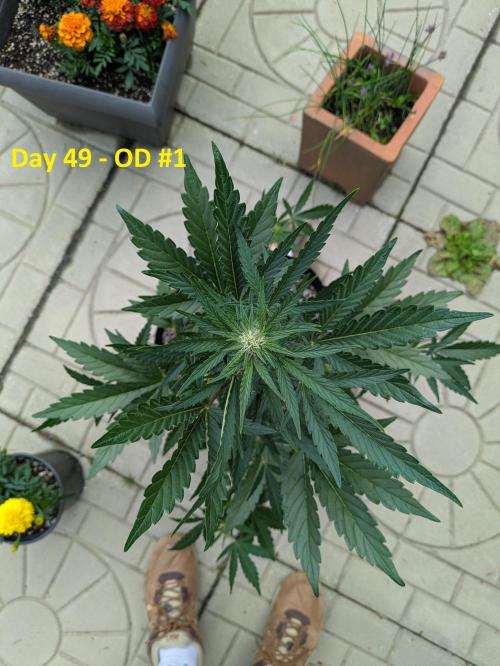 First Grow!. Week 7