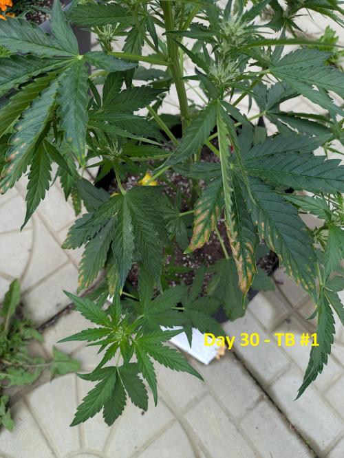 First Grow!. Week 7