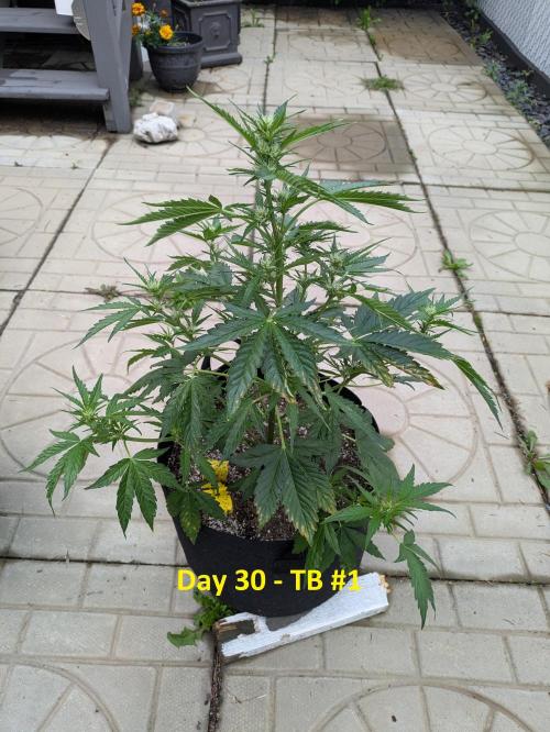 First Grow!. Week 7