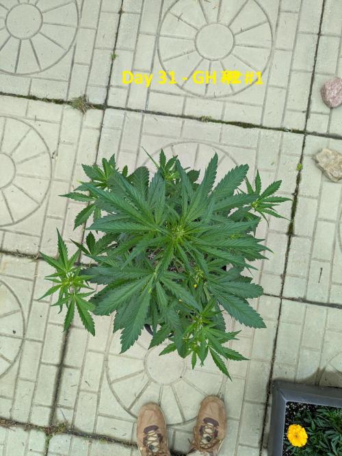 First Grow!. Week 7