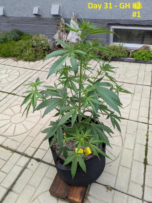 First Grow!. Week 7