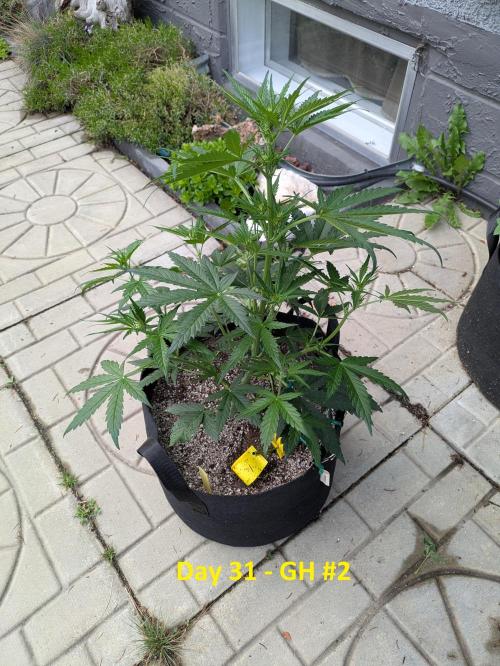 First Grow!. Week 7