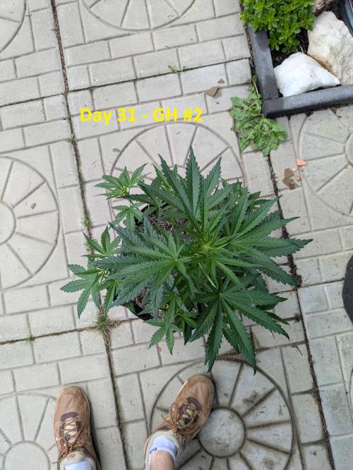 First Grow!. Week 7