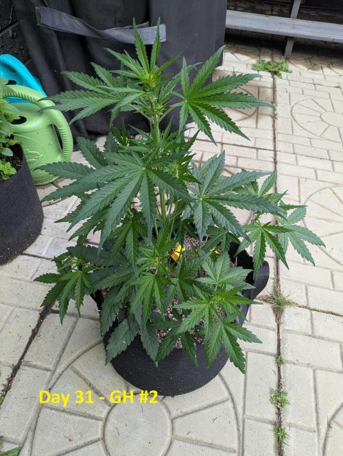 First Grow!. Week 7