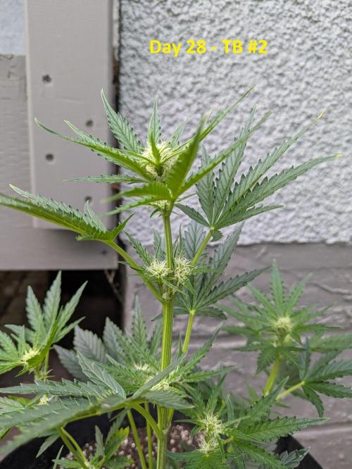 First Grow!. Week 7