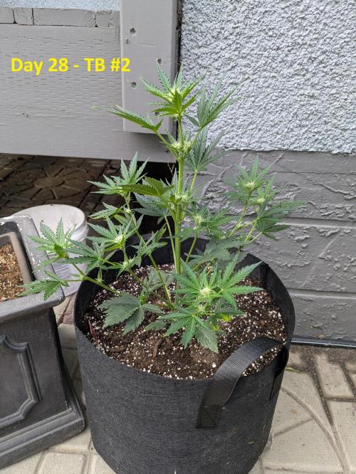 First Grow!. Week 7