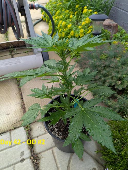 First Grow!. Week 7