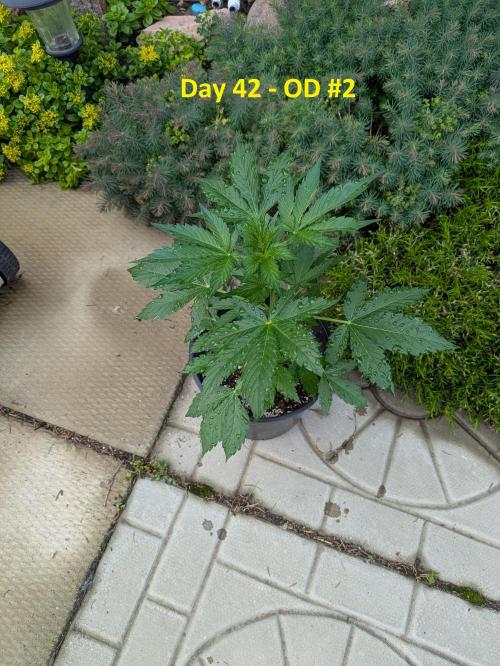 First Grow!. Week 7