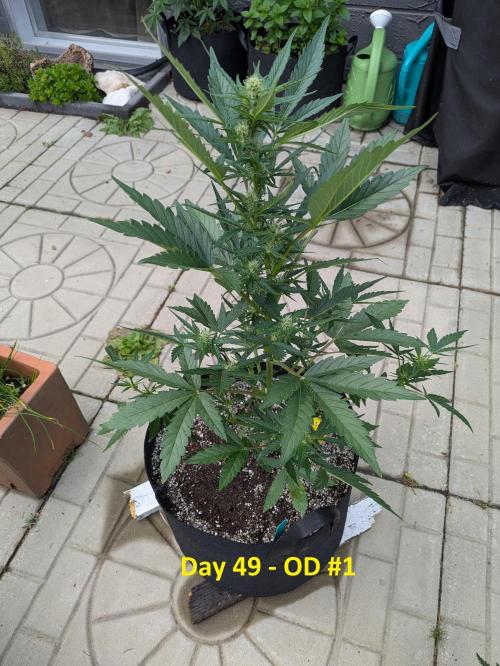 First Grow!. Week 7