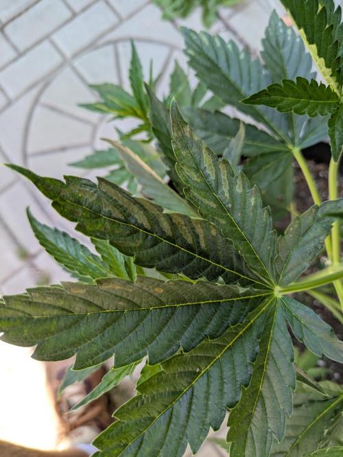 First Grow!. Week 7 - TB #1 leaf issues day 25