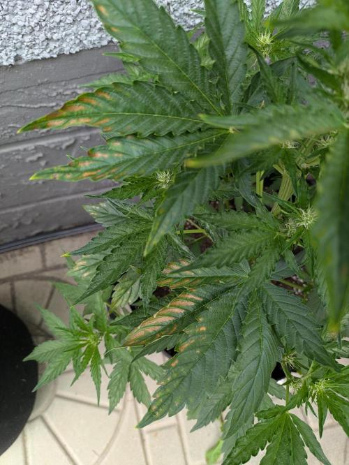 First Grow!. Week 7 - TB #1 leaf issues day 27