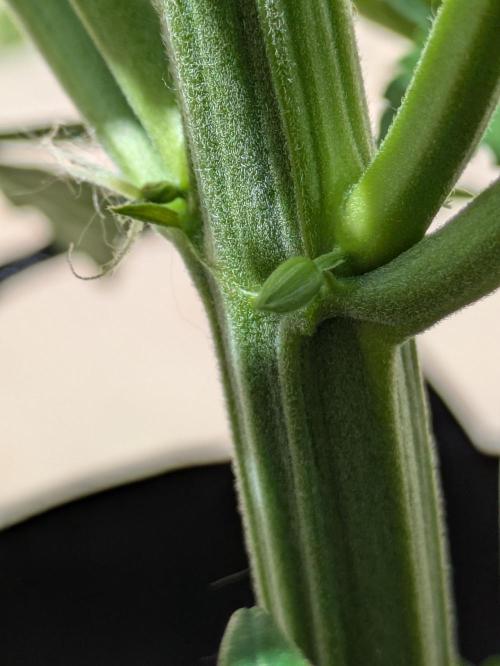 First Grow!. Week 7