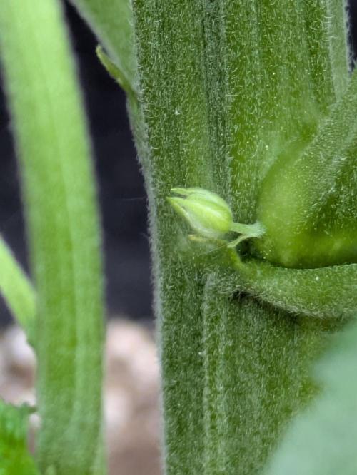 First Grow!. Week 7