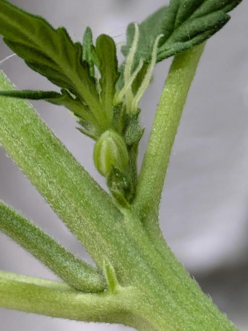 First Grow!. Week 7