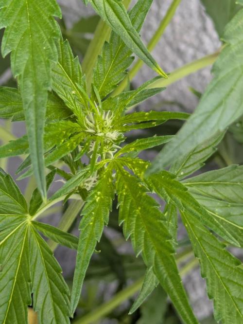 First Grow!. Week 7 - GH #2 leaf damage