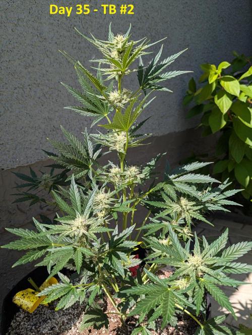 First Grow!. Week 8
