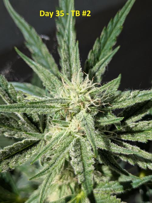 First Grow!. Week 8
