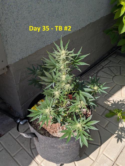First Grow!. Week 8