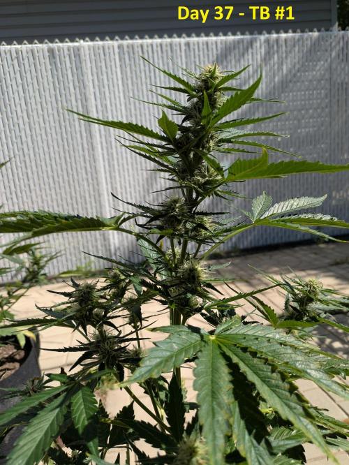 First Grow!. Week 8