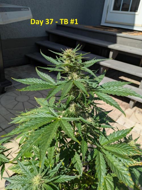 First Grow!. Week 8