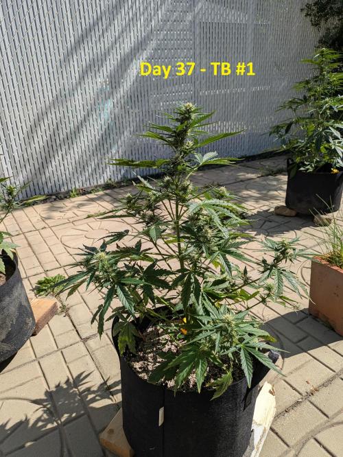 First Grow!. Week 8