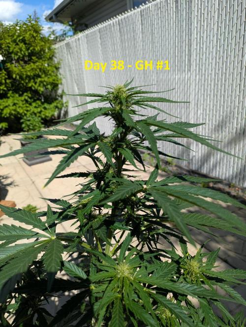 First Grow!. Week 8