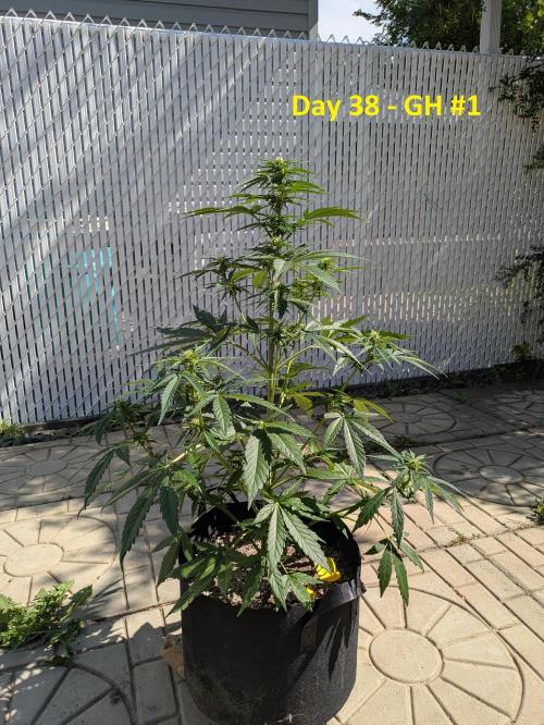 First Grow!. Week 8