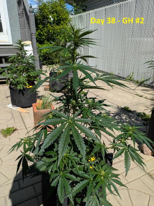 First Grow!. Week 8