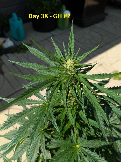 First Grow!. Week 8