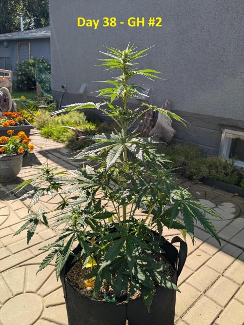 First Grow!. Week 8