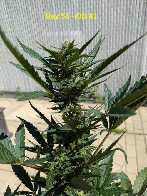 First Grow!. Week 8
