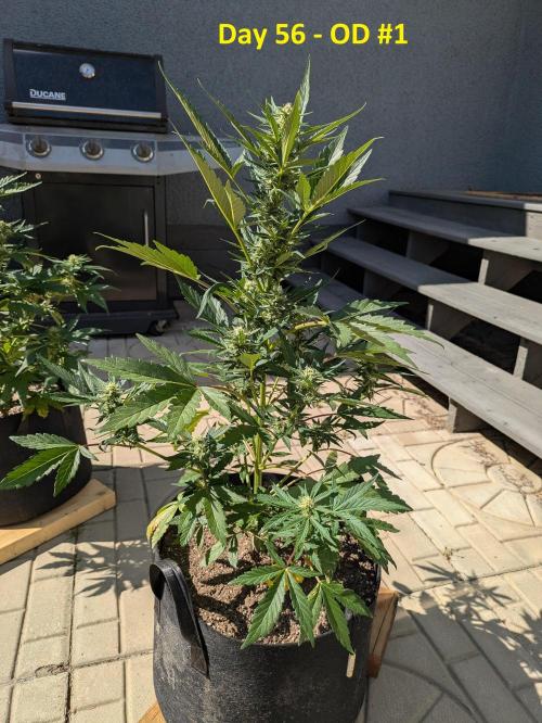 First Grow!. Week 8