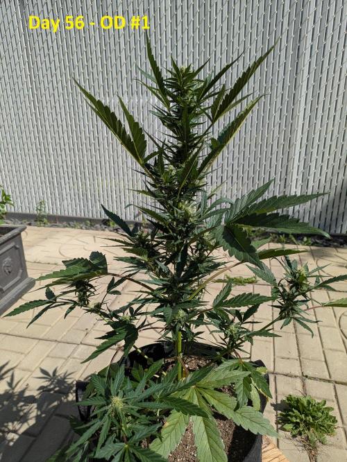 First Grow!. Week 8