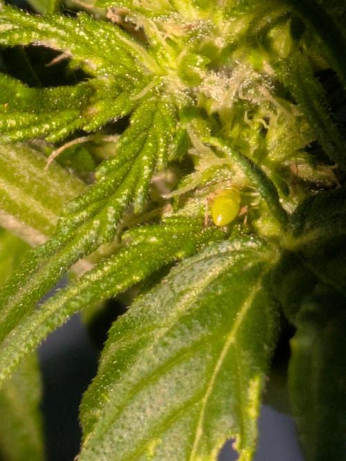 First Grow!. Week 8 - Tarnished plant bug nymph
