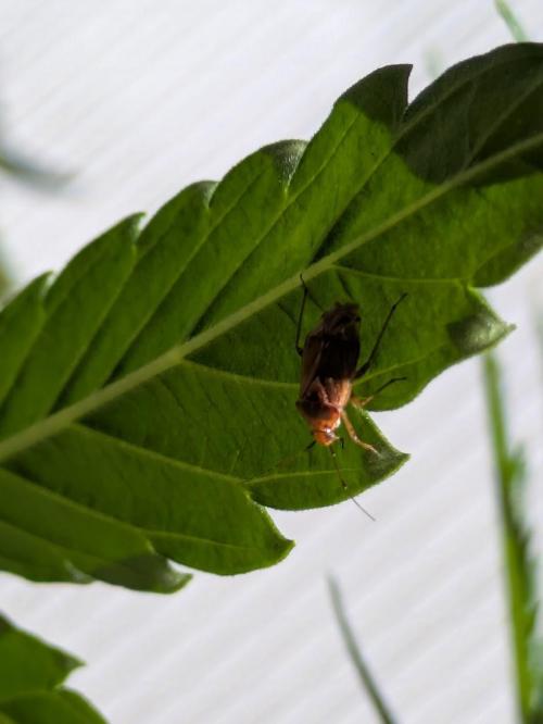 First Grow!. Week 8 - tarnished plant bug adult