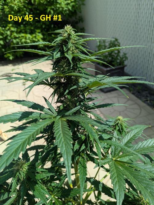First Grow!. Week 9