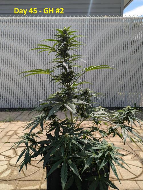 First Grow!. Week 9