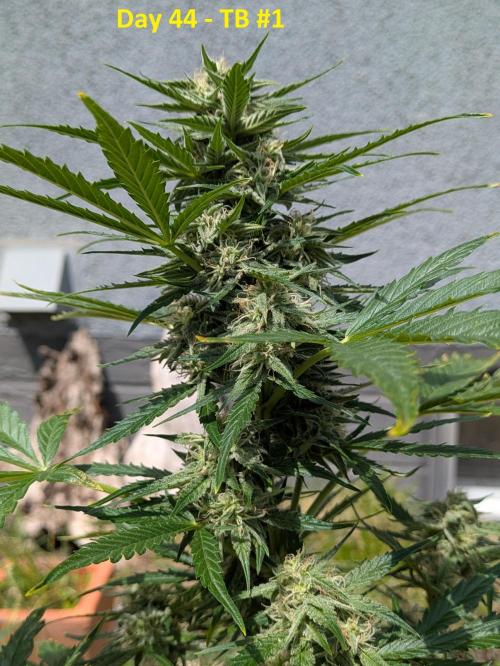 First Grow!. Week 9