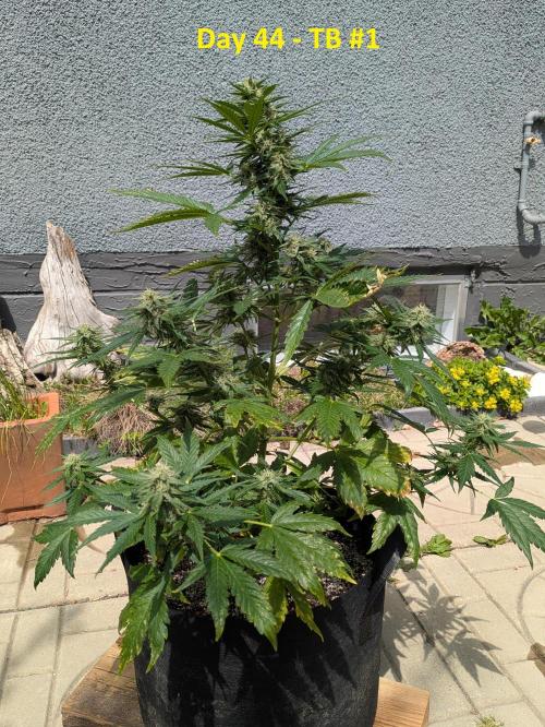 First Grow!. Week 9