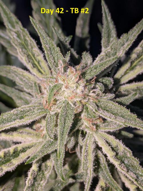 First Grow!. Week 9