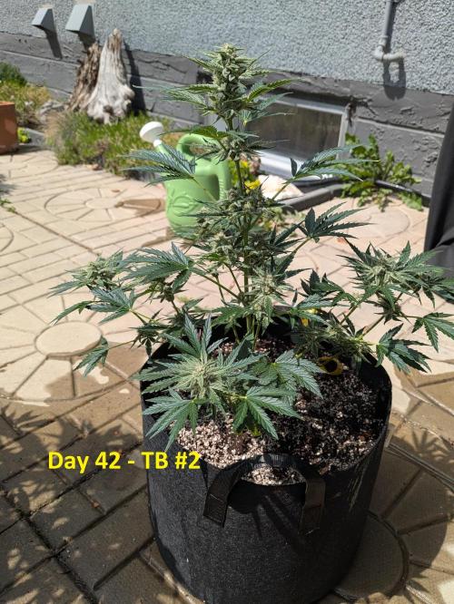 First Grow!. Week 9
